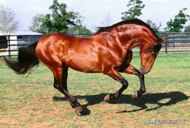 汗血宝马多少钱一匹:古代一匹汗血宝马多少钱？