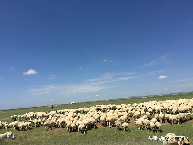 磺胺对甲氧嘧啶钠:信鸽磺胺类药物中毒怎么治疗？