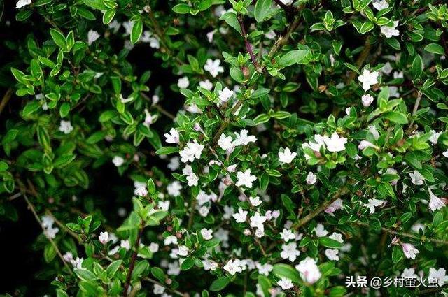 京剧六月雪图片:京剧各派现在有哪些名家名段？