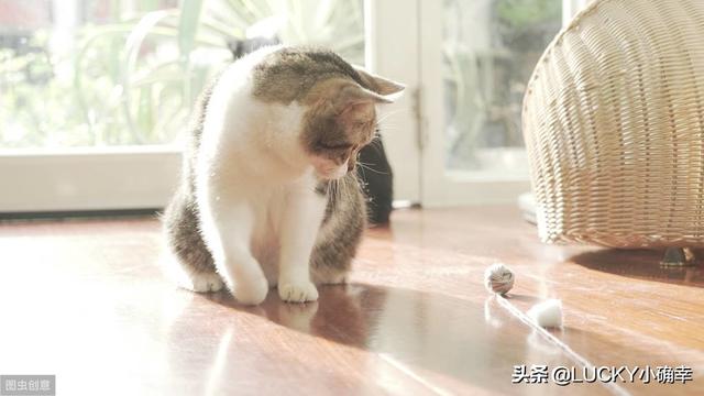 猫咪猎手6个混合装猫玩具:为什么有的猫咪明知道你是在用逗猫玩具逗它，它还是那么配合？