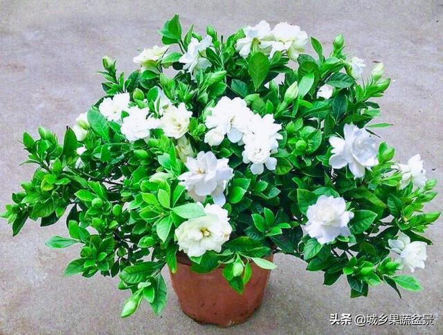 栀子花一定要养在太阳光下才能开花么？