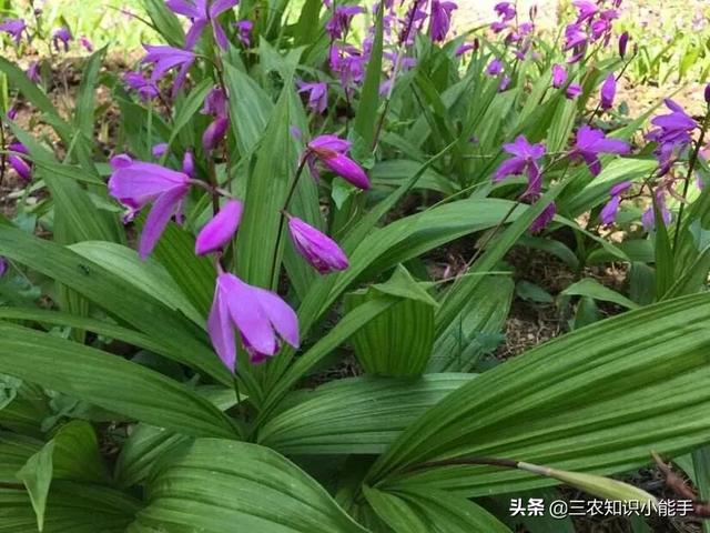 白芨种苗(白芨种苗现在价格多少钱)