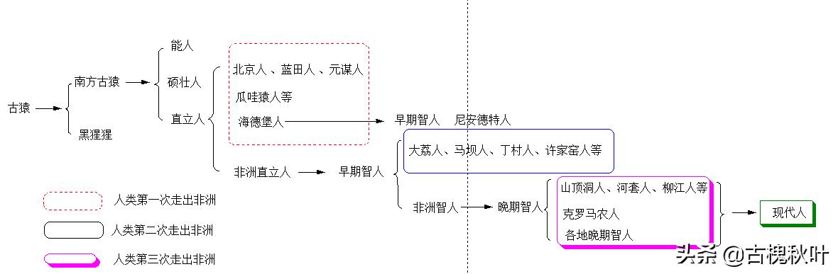 直立无毛猿:在从猿到人的进化过程中，尾巴为什么没有了？