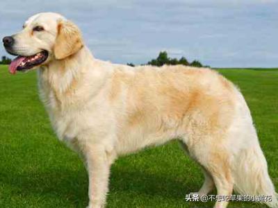 宠物狗智商排名前100:如何知道狗狗智商的排名？