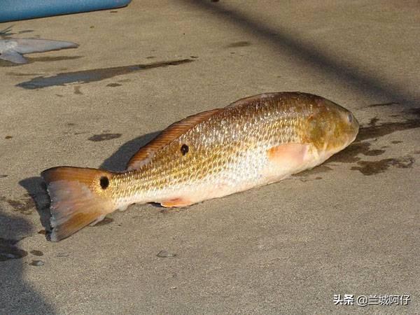 淡水鱼的种类图片:海水鱼和淡水鱼有哪些比较常见的？