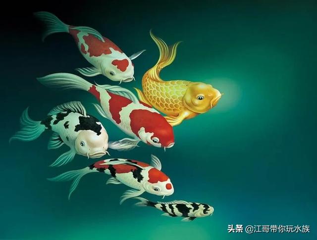 观赏鱼图片:什么观赏鱼寿命长，而且很方便养？