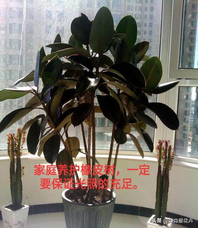 橡皮树图片:室内养植橡皮树有哪些注意事项？可以放在卧室养植么？
