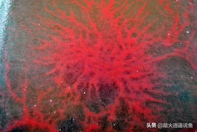 活鱼虫怎么养:活鱼怎么养到第二天 用活鱼虫投喂观赏鱼我从来不消毒，难道有错吗？