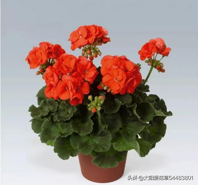 天竺葵图片的养殖技术:刚买来的天竺葵怎样管理？
