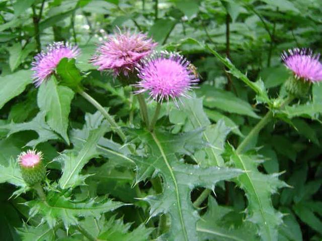 农村有一种叫刺蓟草,它有哪些功效和作用呢?-百科网