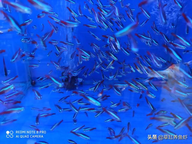 一条宝莲灯鱼图片:月光鱼可以和宝莲灯鱼混养吗？ 宝莲灯鱼的图片大全