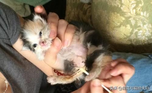 刚睁眼的小猫吃什么:刚睁眼的小猫没有羊奶粉喂怎么办。可以喂牛奶嘛？