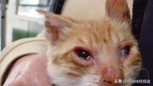 猫眼睛角膜炎症状图片:眼睛角膜炎图片 症状图片 猫的眼睛红了，撑不开眼睛，这该怎么办？