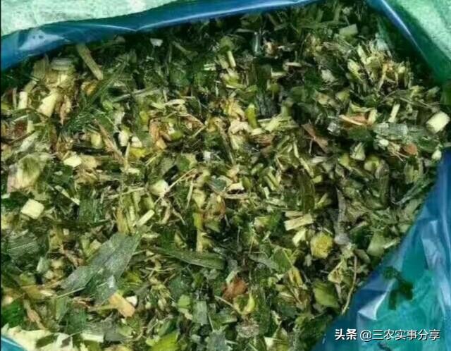 羊妊娠毒血症有什么症状:羊下的羔子是死胎，怎么回事？