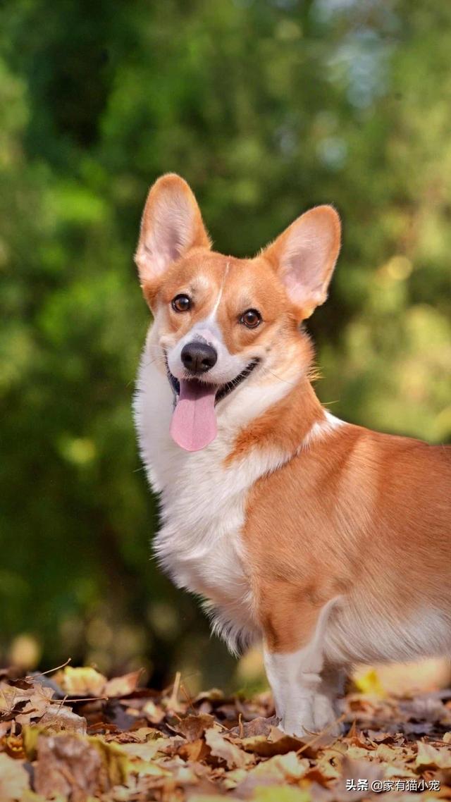 黑龙江法老王猎犬价格:世界上最贵的狗狗到底是什么品种？有何特点呢？