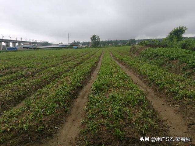 目前农村80后90后不会种田,20年后农村会是什么景象？
