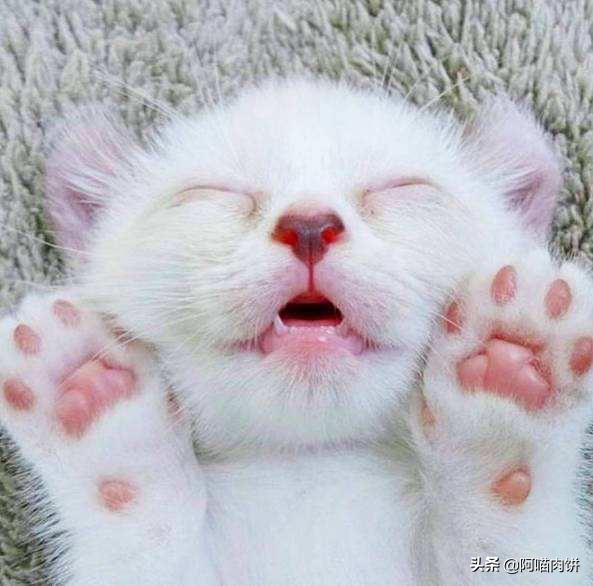 小花猫喵喵叫:人靠近或看向猫时，猫的叫声是什么意思？