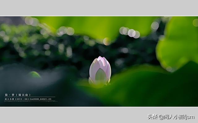 透红小丑 颜色:一朵花如何摄影出白里透红的效果？