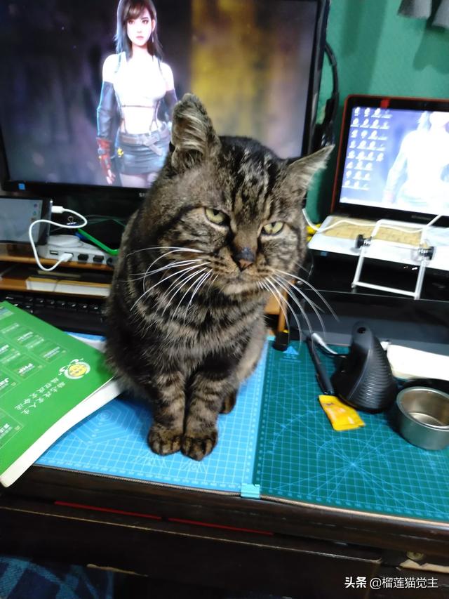外国评价中国狸花猫:你见过最漂亮的狸花猫是什么样子的？