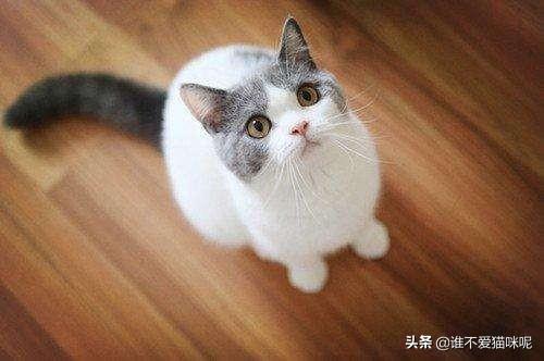 猫咪尿频:狮子猫尿频尿急要及时对付吗，狮子猫尿频尿急会好吗？