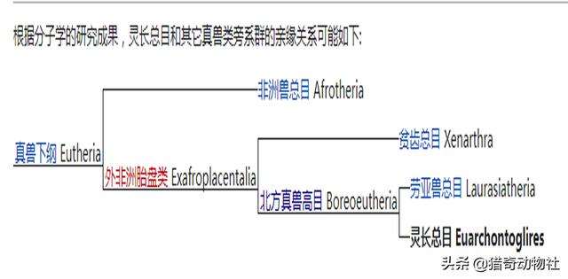 直立行走的狗 腾讯:如果没有灵长类，下一批进化智慧的会不会是犬类？