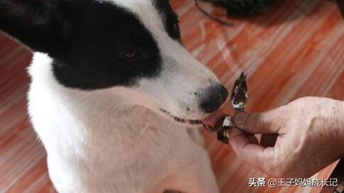 狗吃巧克力会死:狗狗吃了一点巧克力，该怎么办？