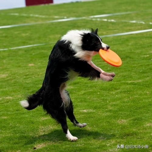 蝴蝶犬智商比格犬好养吗:给蝴蝶犬训练时，宠主要注意什么？