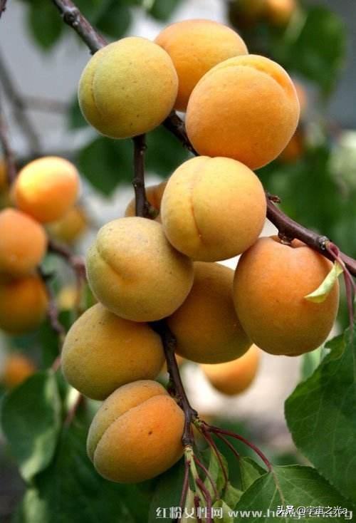 这些食物吃多容易伤身:有哪些食物混在一起吃堪称"砒霜"