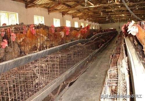 锦鸡养殖:新手怎么在农村做鸡养殖？