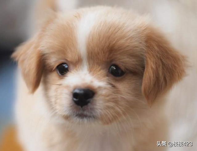缅因猫什么时候开始长个子:狗狗几个月就不长个子了？