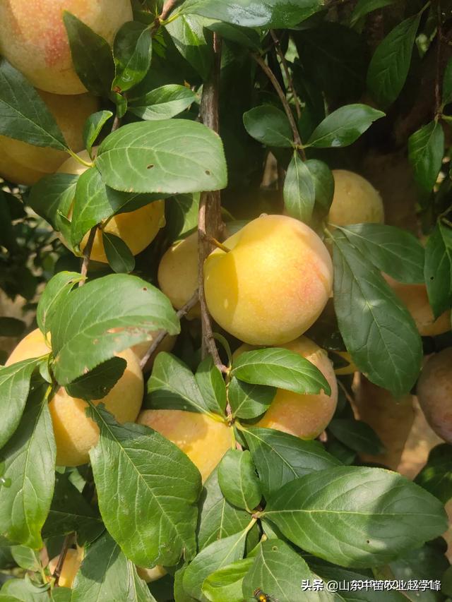 头条问答 - 红香妃李子是红肉杏李吗?比恐龙蛋好吗?(2个回答)