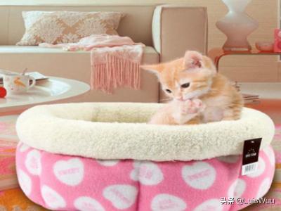 小猫的资料:半个月到一个月大的小猫如何饲养？