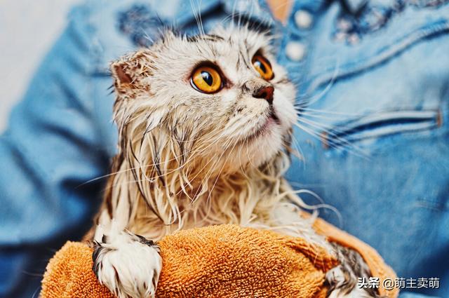 猫癣用皮特芬不可以吗:小猫身上长了猫癣能剃毛上药吗？