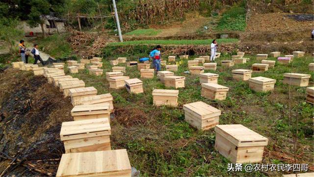 有关蜜蜂的知识简解:蜜蜂养殖需要哪些条件和注意事项？