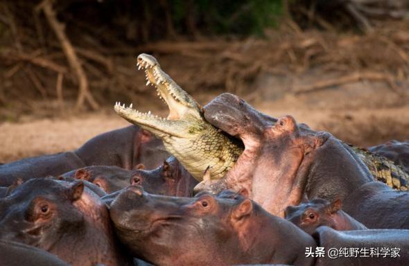 沼泽猎手猎杀短吻鳄:在大自然环境中，鳄鱼有天敌吗？