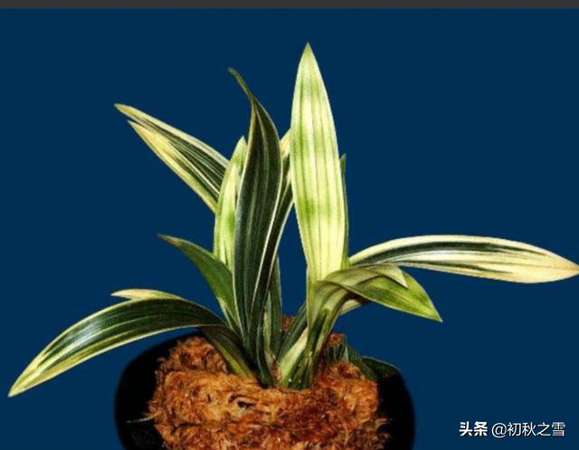 建兰:在兰花中，如何区分春兰、建兰和墨兰？
