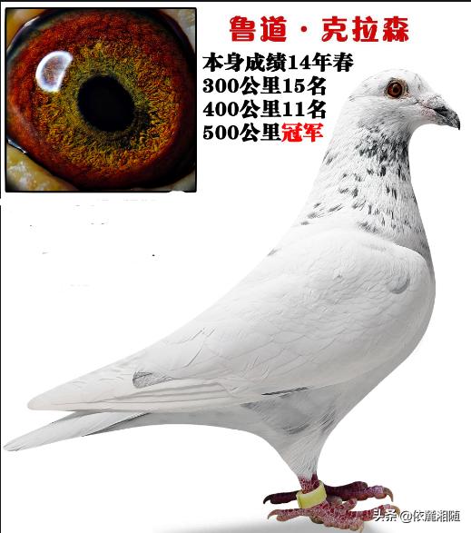 朵拉小游戏小狗种美丽鲜花:小游戏朵拉救狗 如果你抓住了一只白鸽特别喜欢，你是放飞还是把它关起来？