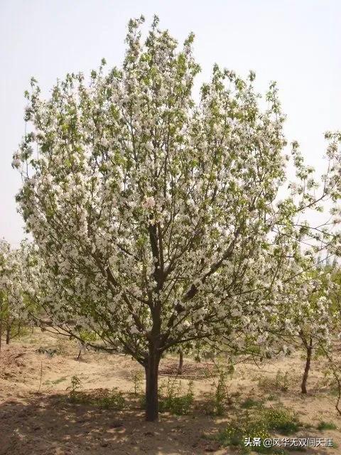 多肉植物蚜虫怎么防治:多肉植物怎么样才算是生病？