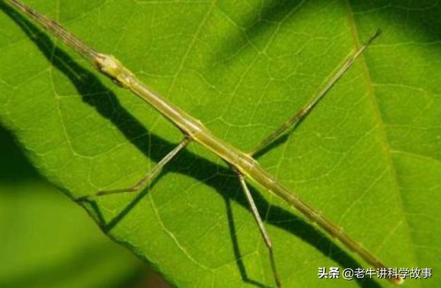 竹节虫图片:竹节虫有什么用？有哪些危害？