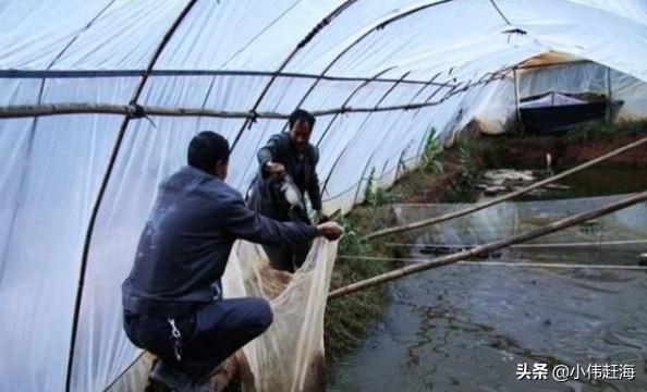牛蛙养殖技术规范:牛蛙的养殖技术和管理 家住农村深山，有想养殖牛蛙的想法，牛蛙养殖需要知道哪些知识？
