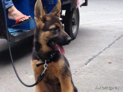 男子被牧羊犬袭击:怎样制止德牧的咬人行为？