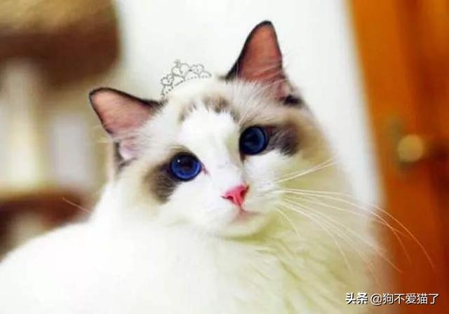 什么猫容易有泪痕是怎么造成的:猫咪总是流眼泪怎么回事？