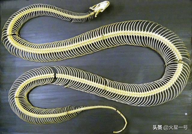 打蛇为什么说打七寸,为什么不打头,把头打烂,既没毒牙,又安全？