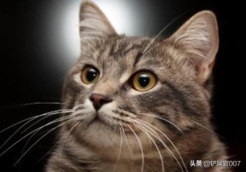 猫拉稀怎么回事,小猫拉肚子是怎么回事，怎么办？