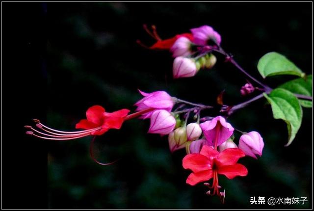 园林植物龙吐珠图片:在北方的冬季，如何养护龙吐珠？能否换盆？