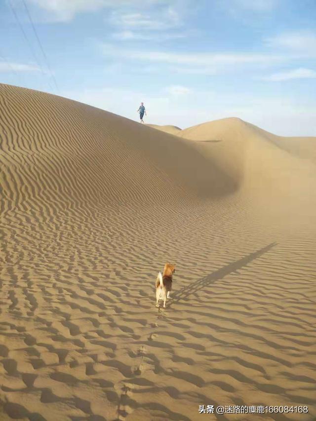 宠物旅行:带狗子去新疆自驾游，需要办理什么？