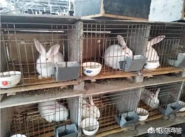 投资2万元养兔怎么样？