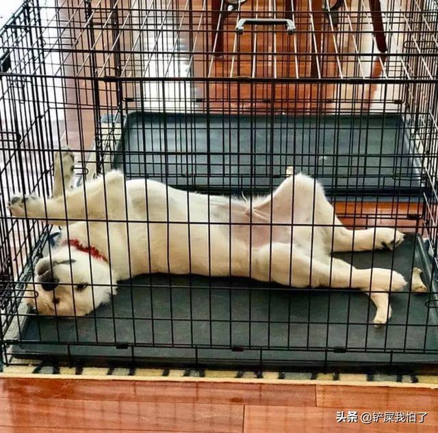 狗叫妈妈气坏身边宝宝:狗狗一放进笼子就叫唤，该怎么办？
