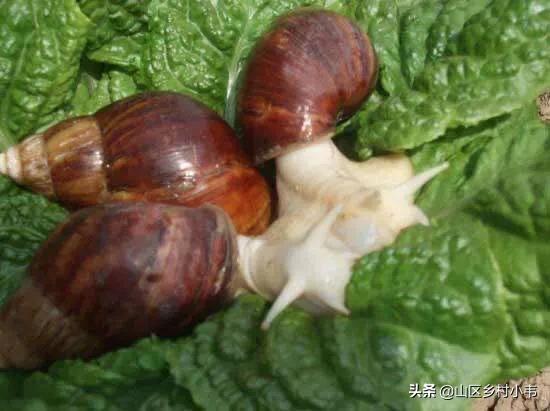北海健食白玉蜗牛养殖:白玉蜗牛多少钱一斤？养白玉蜗牛能赚钱吗？