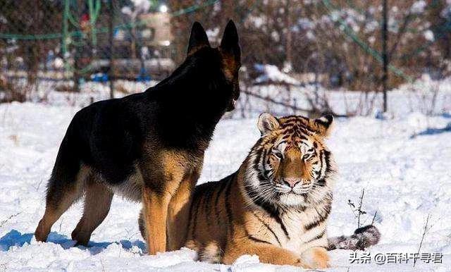 头条问答 为什么感觉世界上的食肉动物很多都以猫科犬科为主 而猫科食肉动物的体型又比犬科大得多 百科千寻君的回答 0赞